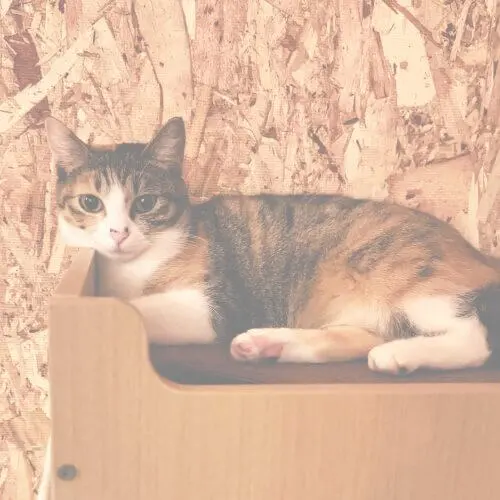 らぶ｜ノルウェージャンフォレストキャット