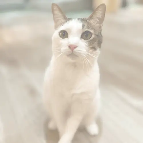 スノーリリー