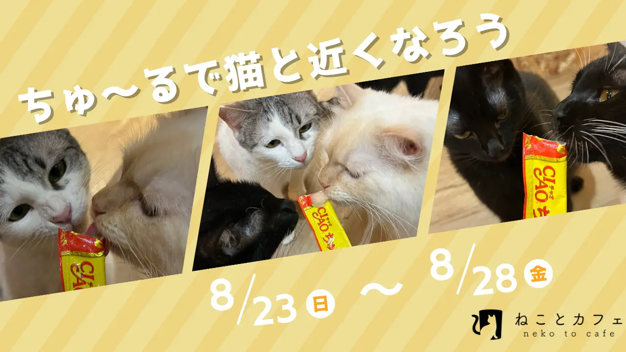 ちゅ～るを猫に与えてみませんか？8月23日～ご予約のお客様対象にちゅ～る1本プレゼント！