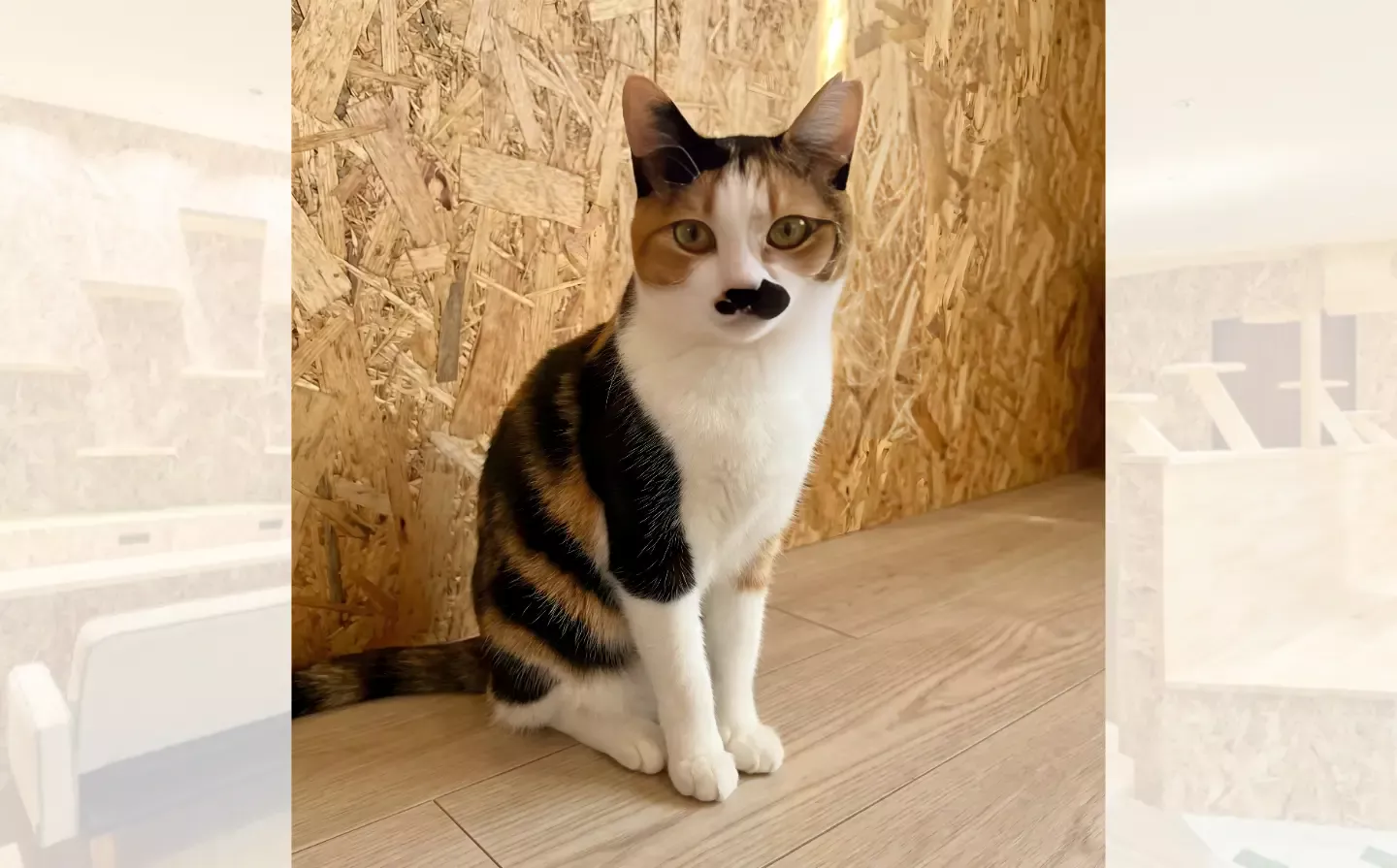 たまちゃんのアイキャッチ画像